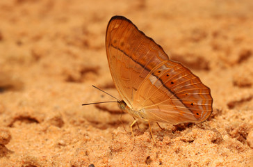 Wall Mural - Butterfly in Natural background.