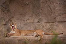 A Lion Yawning, Yawn, Lion, Tired, Laying, Relaxing