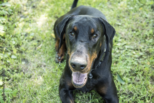 Fotografía The Dobermann or Doberman Pinscher in the United States and Canada, is a medium-large breed of domestic dog originally developed around 1890 by Karl Friedrich Louis Dobermann, a tax collector