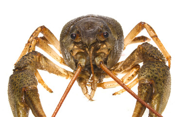 Wall Mural - crayfish isolated on white background