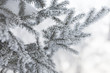 © Anna Babii - Snow-cowered fir branches. Winter blur background. Frost tree