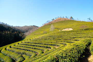 Wall Mural - Boseong green tea field in Korea