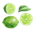 Hand drawn watercolor lime fruits isolated on white background. Green citrus with leaf and cut half. Food illustration.