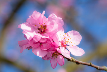 Wall Mural - Beautiful pink peach blossoms