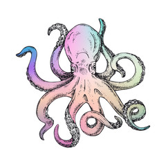 Rainbow Octopus Vector Illustration. Gigantic octopus vector ink sketch.