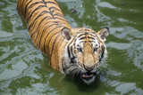 Fototapeta  - Tiger action in the water.