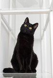 Fototapeta Przestrzenne - Black Cat Sitting on Glass Shelf Looking at Camera