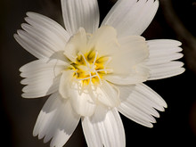 Desert Chicory Flower, Arizona, America, USA