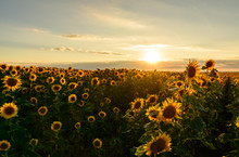 De-focused Beautiful Yellow Sunset Over Sunflower Field. Landscape, Wide View.