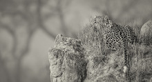 Lone Leopard Lay Down To Rest On Anthill In Nature During Daytime Artistic Conversion
