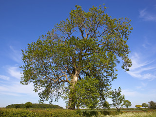 Wall Mural - mature ash tree