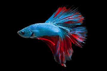 Wall Mural - Multi color Siamese fighting fish,fighting fish,Betta splendens,on black background