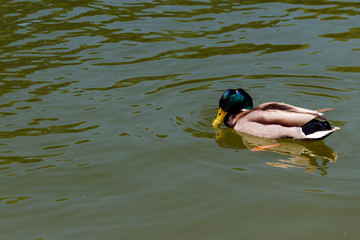 Poster - Wild duck on the lake surface