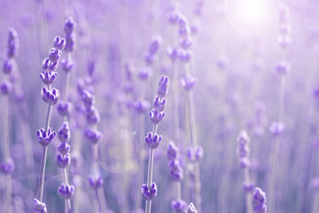 Wall Mural - field lavender morning