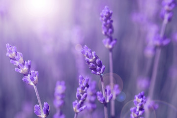 Wall Mural - field lavender morning