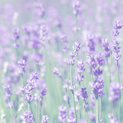 Canvas Print - field lavender morning