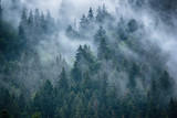 Fototapeta Las - Misty landscape with fir forest in hipster vintage retro style