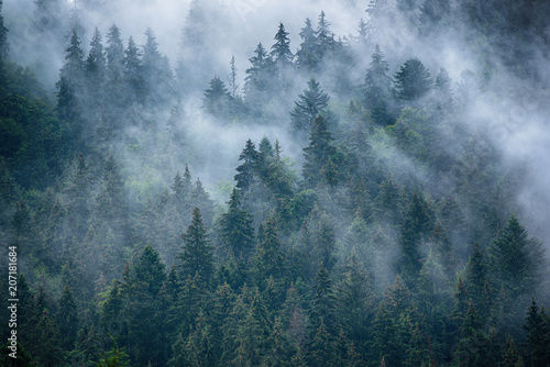  Fototapeta z lasem we mgle   mglisty-krajobraz-z-jodlowym-lasem-w-stylu-retro-vintage-hipster