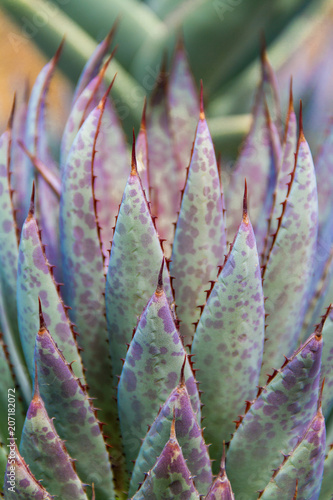 Fotografie, Obraz Beautiful abstract vertical shot of a colorful succulent cactus plant