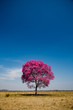 © Eilon Paz - Secluded tree with pink leaves and blue sky