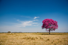 Secluded Tree With Pink Leaves And Blue Sky