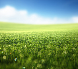 Wall Mural - field of spring grass (shallow DOF)