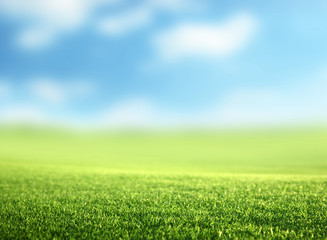 Wall Mural - field of spring grass (shallow dof)