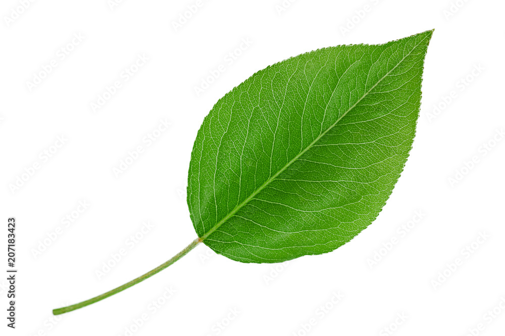 Pear leaf closeup on white - obrazy, fototapety, plakaty 