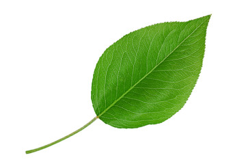 pear leaf closeup on white