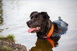 Already aged half-breed Labrador Retriever / Bordeaux Dog loves water