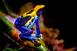 The dyeing dart frog, tinc (a nickname given by those in the hobby of keeping dart frogs), or dyeing poison frog (Dendrobates tinctorius) is a species of poison dart frog