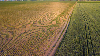 Aerial view of cultivated crop.