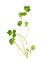 Wall Mural - Coriander garden, cooking herb Isolated against a white background.