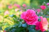 Fototapeta  - Róże w ogrodzie