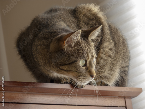 Cat Door Stickers Cat Door Murals Canada