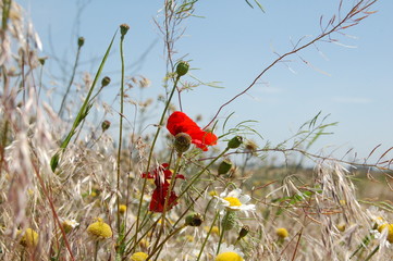  wildflowers  in the wind