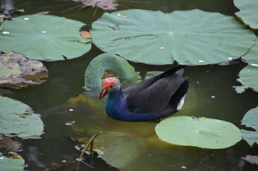 Canvas Print - duck water