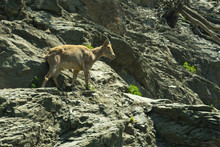 A Mountain Goat Climbs The Rocks In Search Of Food