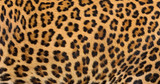 Leopard fur background.