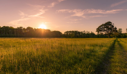 Wall Mural - Sonnenuntergnag auf einer Sommerwiese- abendstimmung