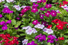 Close Up Beautiful And Colorful Madagascar Periwinkle Flower In Garden