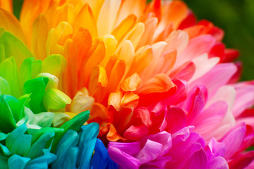 Wall Mural - Multicolored petals of chrysanthemum. Painted chrysanthemum under the sun. Macro. Colorful and bright flowers in spring and summer.