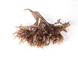 Irish Moss -  Carrageen Moss – Musgo de Irlanda. 

Binomial name: Chondrus Crispus. It is a sea vegetable or edible red seaweed.