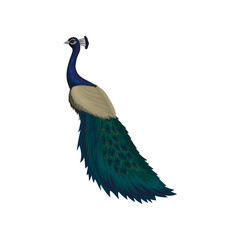 Wall Mural - detaiked flat vector icon of female peacock. beautiful wild bird with colorful feathers. element for