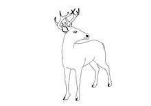 Sketch Of A Deer Vector