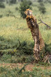 Cheetah hugging a tree