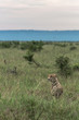 Cheetah Landscape in South Africa looking out