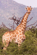Giraffe looking straight into camera