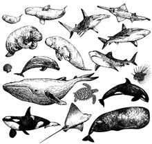 Set Of Hand Drawn Sketch Style Marine Animals Isolated On White Background. Vector Illustration.
