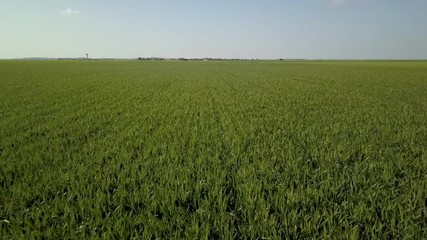 Sticker - Raw drone video footage of a wheat field